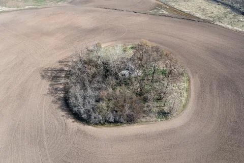 A small tree is growing in the middle of a field Stock Photos