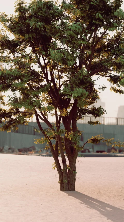 Small Tree Growing in Middle of Parking Lot Stock Footage 272453290