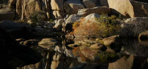 Small tree growing in the middle of a pond Stock Footage 136279532