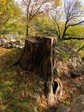 Small tree growing from old tree stump Stock Photos
