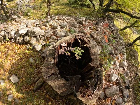 Small tree growing from old tree stump Stock Photos
