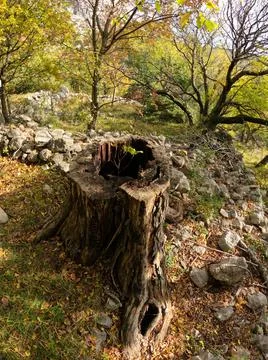 Small tree growing from old tree stump Stock Photos