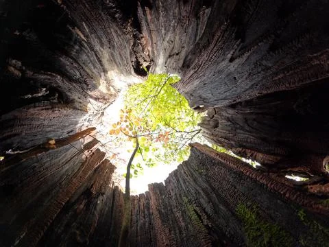 Small tree growing from old tree stump Stock Photos