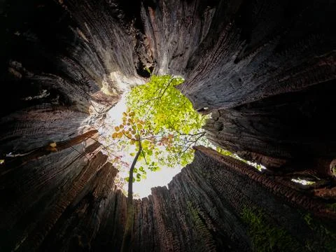 Small tree growing from old tree stump Stock Photos