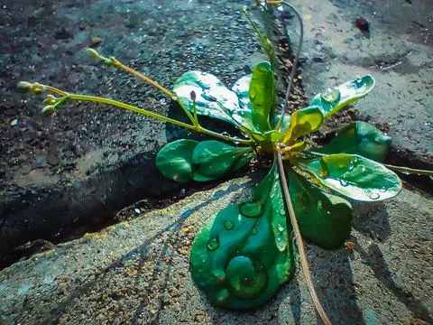 Small tree growing out of blocks showing nature action Stock-Fotos