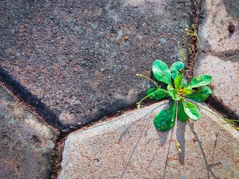 Small tree growing out of blocks showing nature action Stock Photos