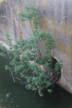 A small tree growing out of a cement drainage pipe with a pond Stock Photos