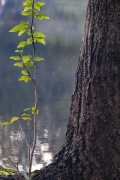 Small tree growing out of the rootbase of a pine tree Stock Photos