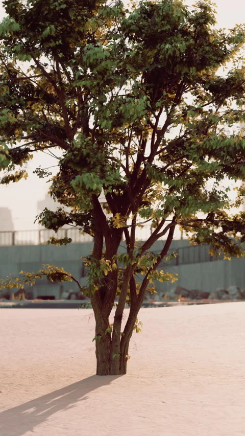 Small Tree Growing in Parking Lot Stock Footage 275051852