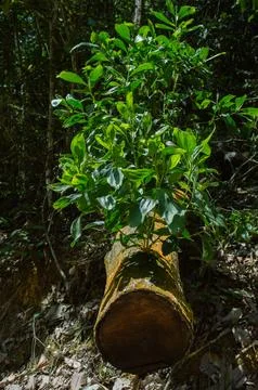 A small tree growing at Pusing Watefalls. 写真素材