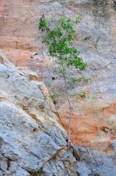 A Small Tree Growing on a Rock Stock Photos