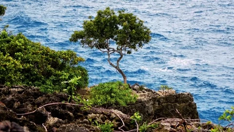 A small tree is growing on a rocky cliff by the ocean Video stock 278686873
