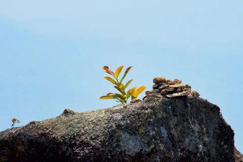 Small tree growing on stone with blue sky. Nature background. Stock Photos