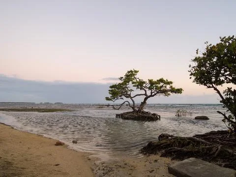 A small tree growing on a tiny island Fotos Stock