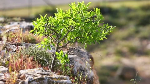 A small tree growing on top of cliff Stock Footage 92742511