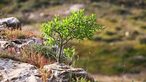 Small tree growing on top of cliff 스톡 동영상 95239753