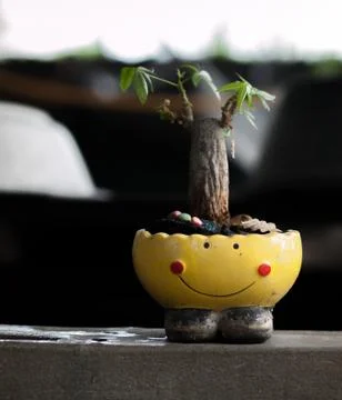 SMALL TREE GROWN IN SMILEY-POT Stock Photos