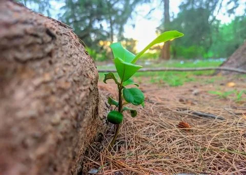 A small tree grows beside the tree trunk Foto stock