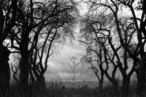 The small tree grows between the big old trees Stock Photos