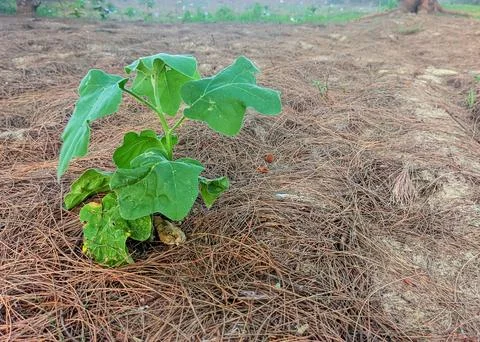 A small tree that grows in the forest on the sand Stock Photos