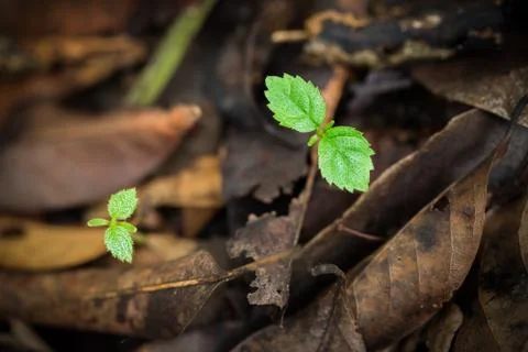 Small tree grows from ground Stock Photos