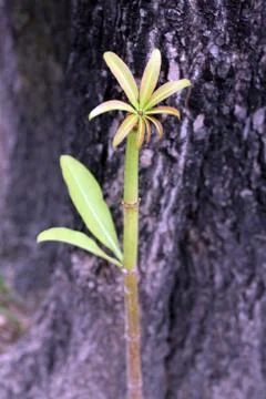 Small tree that grows near a large tree. Stock Photos
