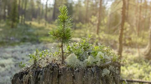 A small tree grows on an old tree stump surrounded by white moss in a taiga f Stock Photos