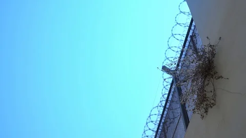 Small tree grows on a prison fence against a background of barbed wire Stock Footage 115158797