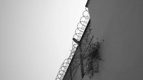 Small tree grows on a prison fence. black and white depressive video Stock Footage 116204374