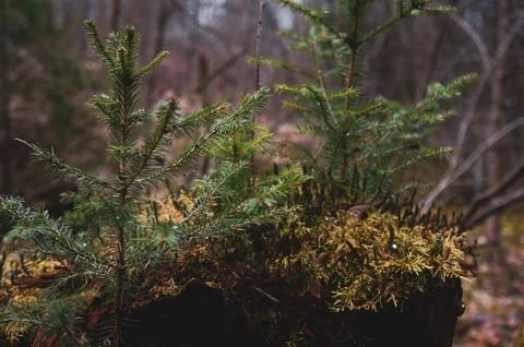 A small tree grows on a stump with moss in a dense magical forest Stock Photos