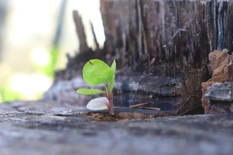 A small tree that grows from a tree embankment that has been cut down Stock Photos
