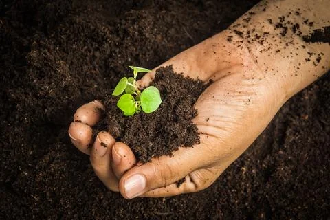Small tree with Hands and soil , soil background 스톡 사진
