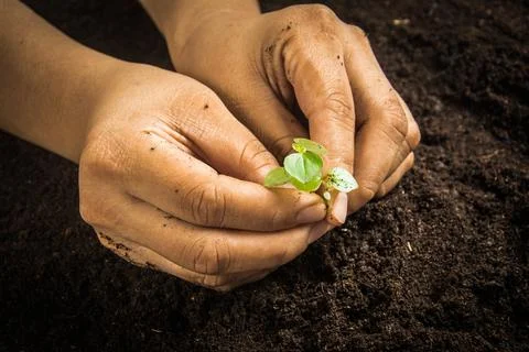 Small tree with Hands and soil , soil background 写真素材