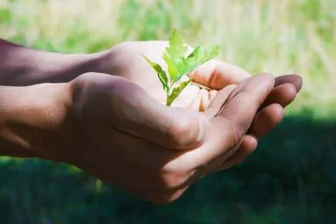 Small tree in hands Stock Photos
