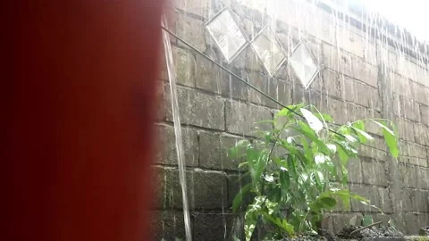 Small tree in heavy rain Stock Footage 198727859