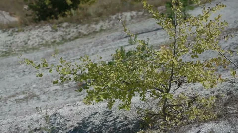 Small tree on a hill waving by wind Stock Footage 50492386