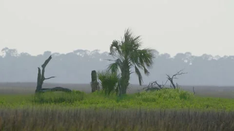 Small Tree in Hot Marshland 库存影片 204872590