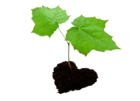 Small tree Stock Illustration