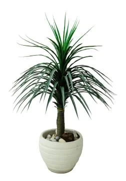 Small tree isolate Stock Photos