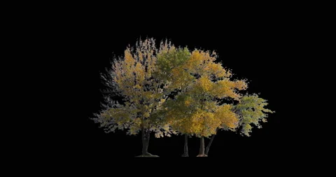 A small tree isolated on black background. Autumn or fall yellow leaves - Apple  Stockbeeldmateriaal 141651915