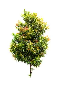 Small tree isolated on white background Stock Photos