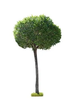 Small tree isolated on a white background Stock Photos