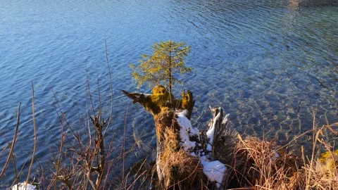 Small Tree at Lake Almsee Stock Footage 146457040