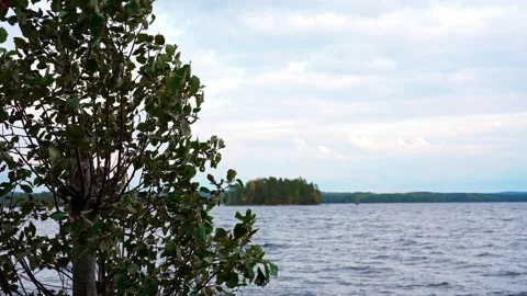 Small tree by a lake. Stock Footage 219030169