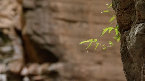 Small tree leaf in the Divisive Wall. Stock Footage 121057516