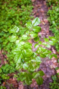 Small tree leafs with water drops Stock Photos