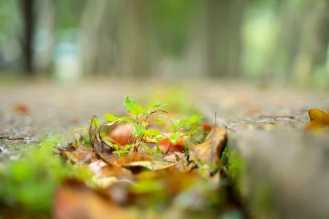 A small tree with leaves around it grows in the crevice of the rock. bokeh .. Stock Photos