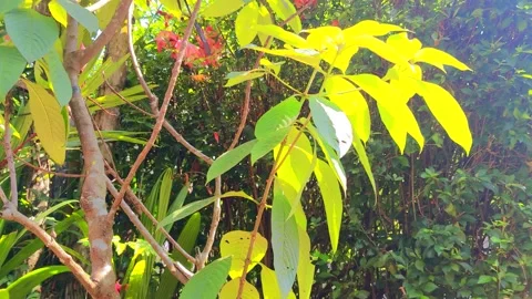 Small tree leaves blowing in the wind during the day. 動画素材 273992215