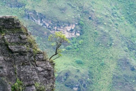 Small tree on a ledge above the slope, hike (2 day tour) to Tiger Leaping Gorge Stock Photos