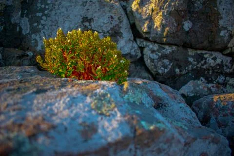 Small tree lighted in the evening click by me Stock Photos